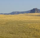 adel_birdtail_haystack