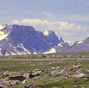 bearstooth