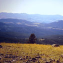 elkhorns