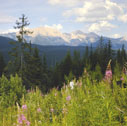 flathead_range