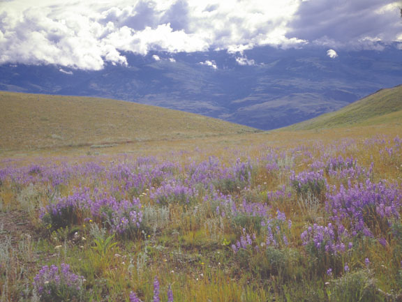 Gallatin range
