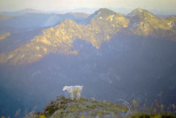Swan range