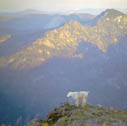 jewel_basin_goat__02w