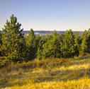 longpines_03