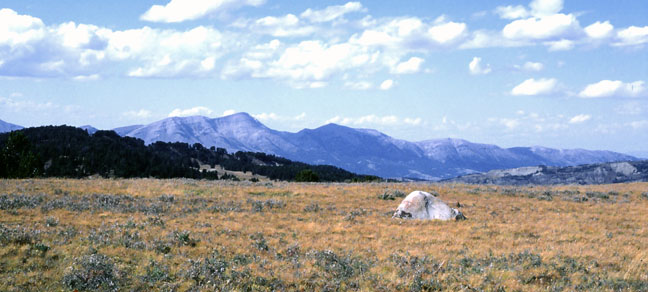 Snowcrest range