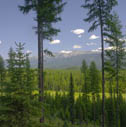 swan_range03
