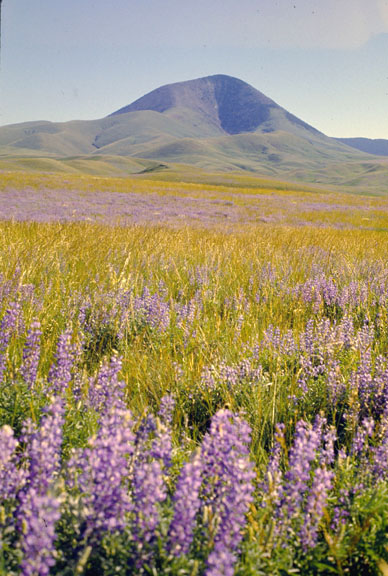 Sweetgrass hills