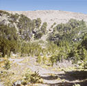 tobacco_root_mts_02