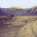 tobacco_root_mts_03