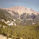 tobacco_root_mts_05