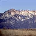 tobacco_root_mts_06