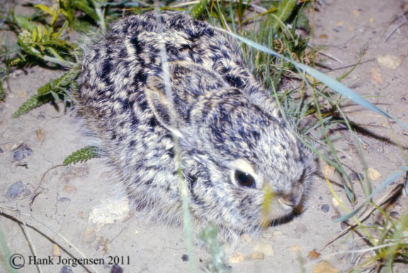 Hank Jorgensen Photo