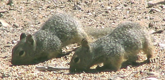 Hank Jorgensen Photo