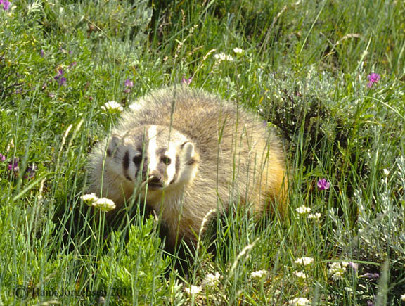 Hank Jorgensen Photo