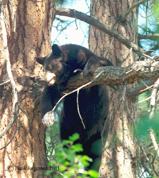 Hank Jorgensen Photo