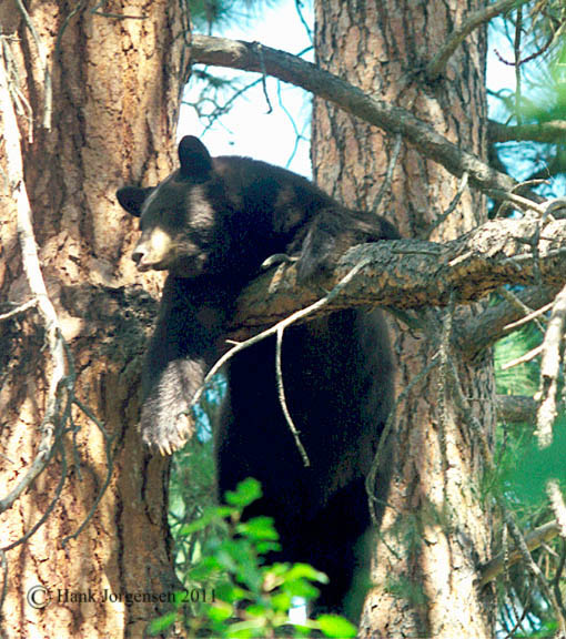 Hank Jorgensen Photo