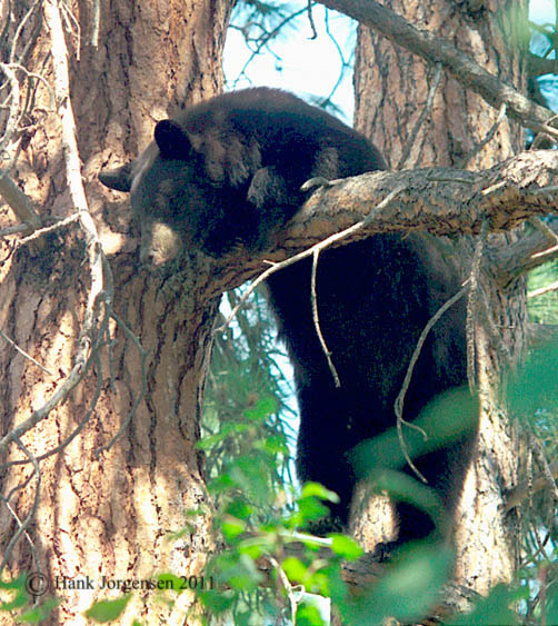 Hank Jorgensen Photo