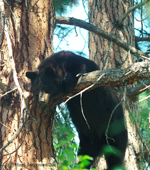 Hank Jorgensen Photo