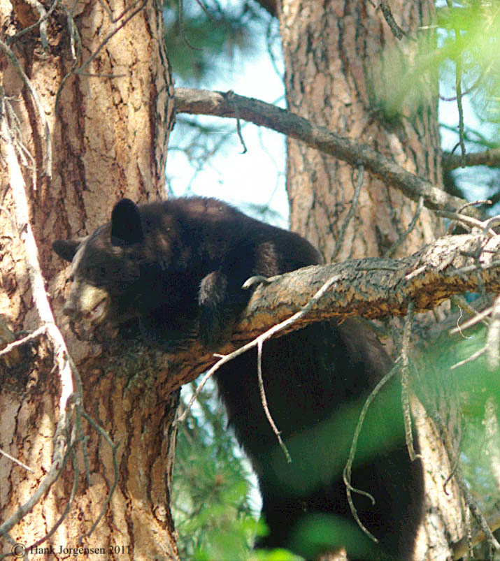 Hank Jorgensen Photo