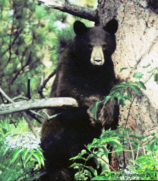 Hank Jorgensen Photo