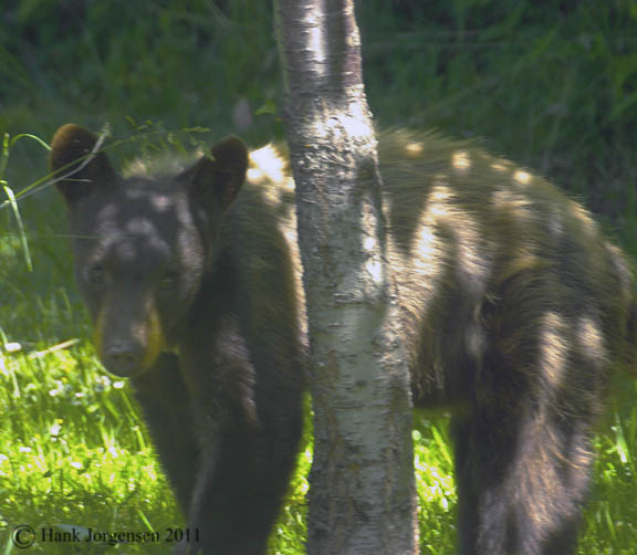 Hank Jorgensen Photo