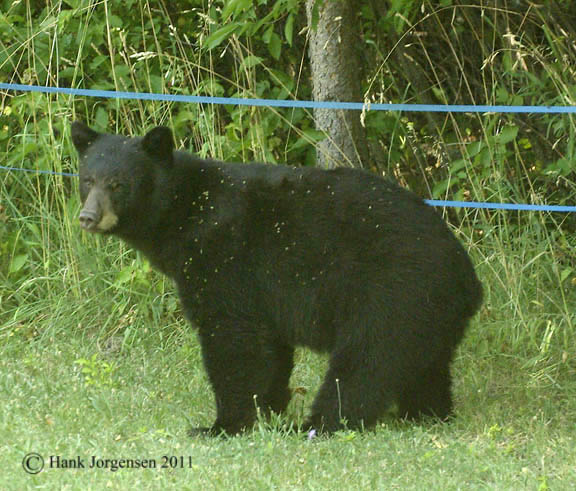 Hank Jorgensen Photo