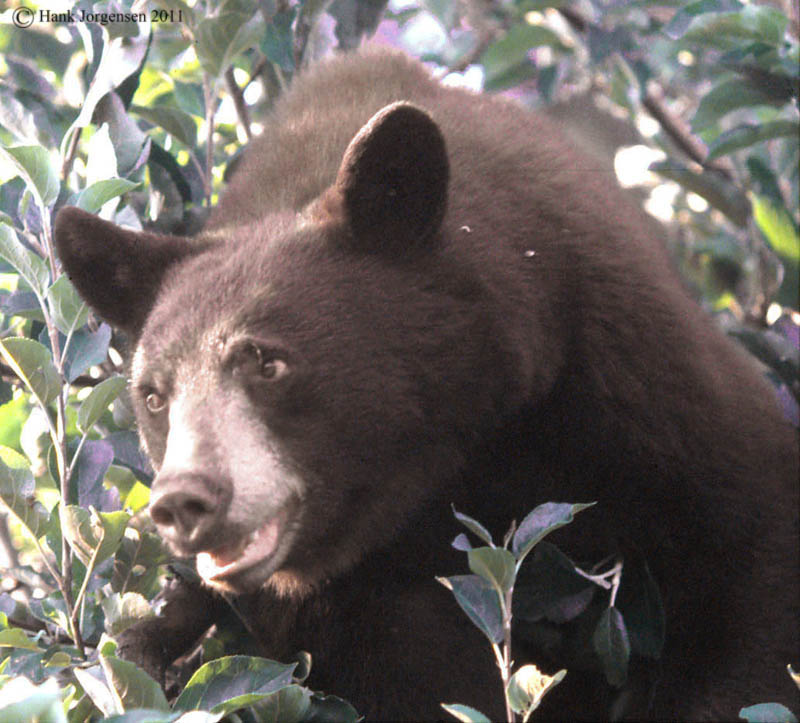 Hank Jorgensen Photo