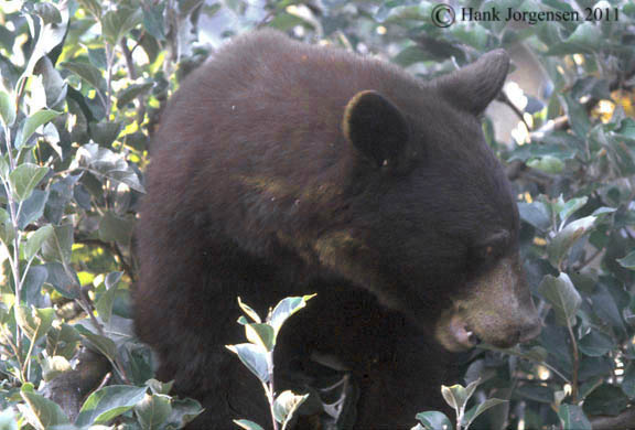 Hank Jorgensen Photo