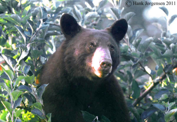 Hank Jorgensen Photo