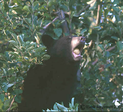 Hank Jorgensen Photo