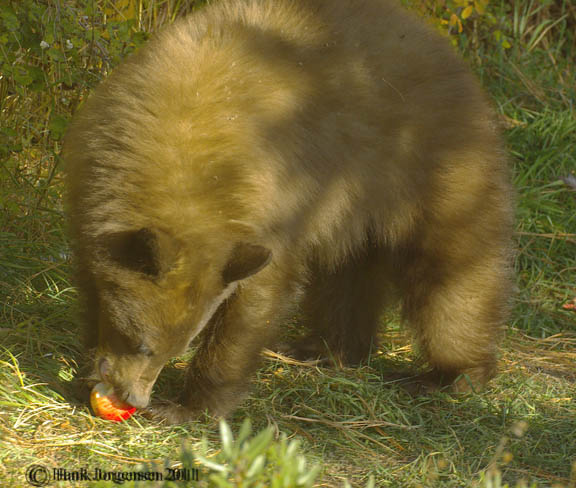 Hank Jorgensen Photo