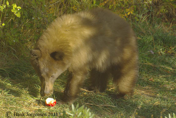 Hank Jorgensen Photo