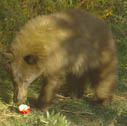 Hank Jorgensen Photo