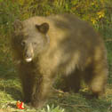 Hank Jorgensen Photo