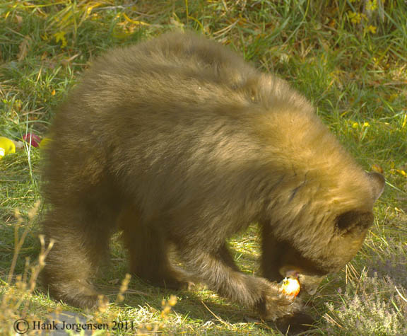 Hank Jorgensen Photo