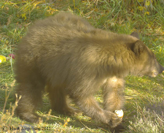 Hank Jorgensen Photo