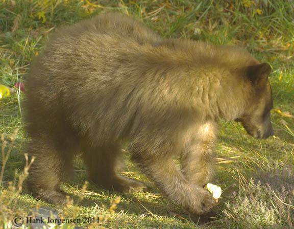 Hank Jorgensen Photo