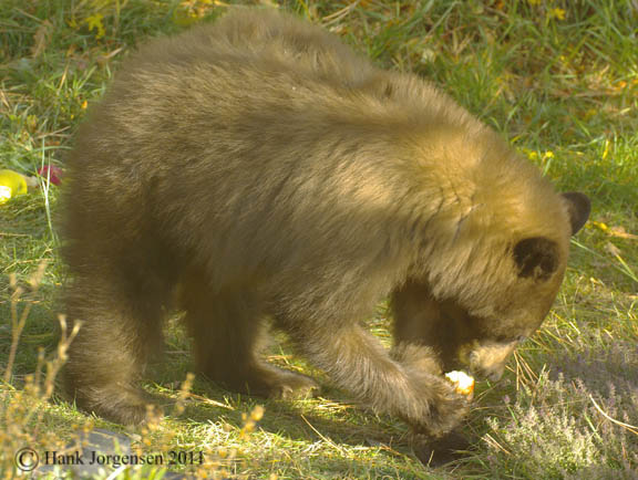 Hank Jorgensen Photo