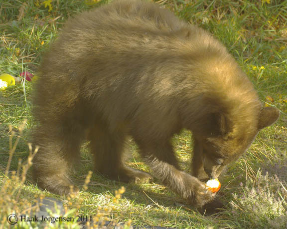 Hank Jorgensen Photo