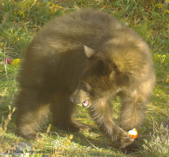 Hank Jorgensen Photo