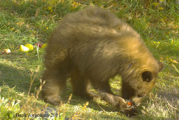 Hank Jorgensen Photo