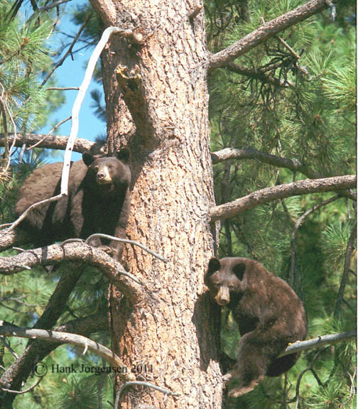 Hank Jorgensen Photo