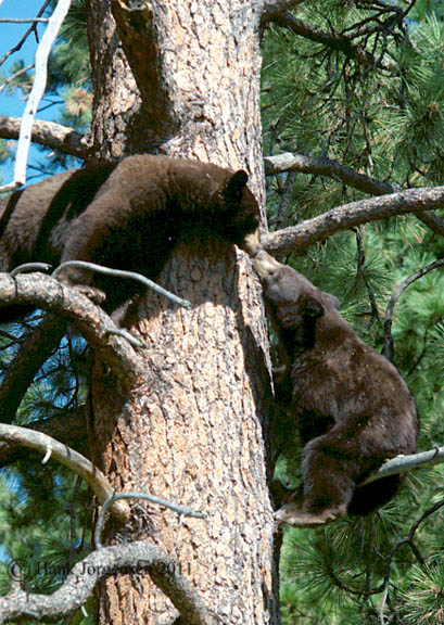 Hank Jorgensen Photo