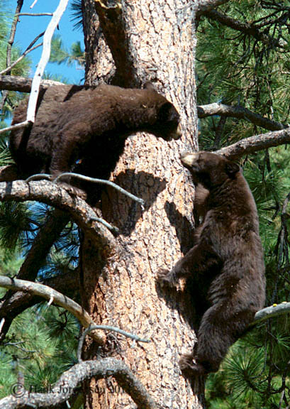 Hank Jorgensen Photo