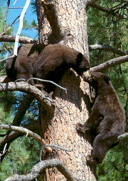 Hank Jorgensen Photo