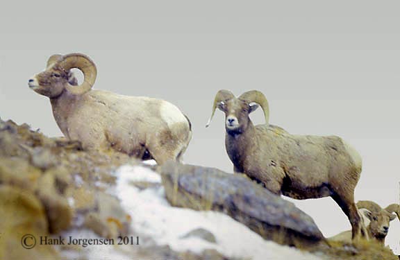 Hank Jorgensen Photo