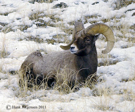 Hank Jorgensen Photo