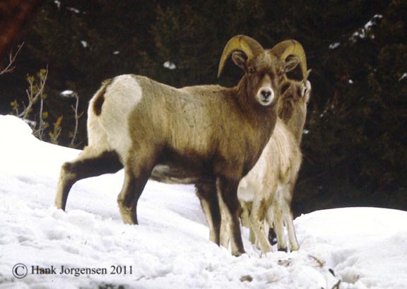 Hank Jorgensen Photo