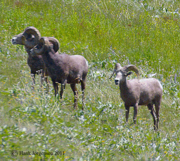 Hank Jorgensen Photo