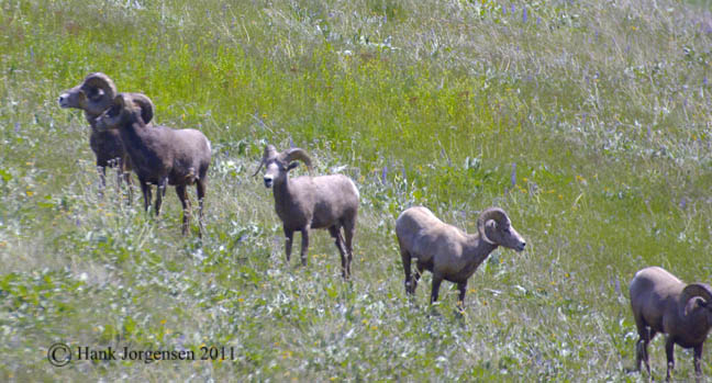 Hank Jorgensen Photo